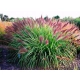 TRAWA ROZPLENICA Red Head - sadzonki 30 / 50 cm
